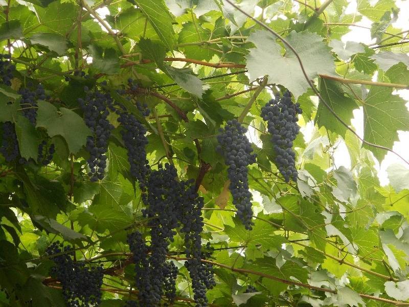 Виноград мукузани