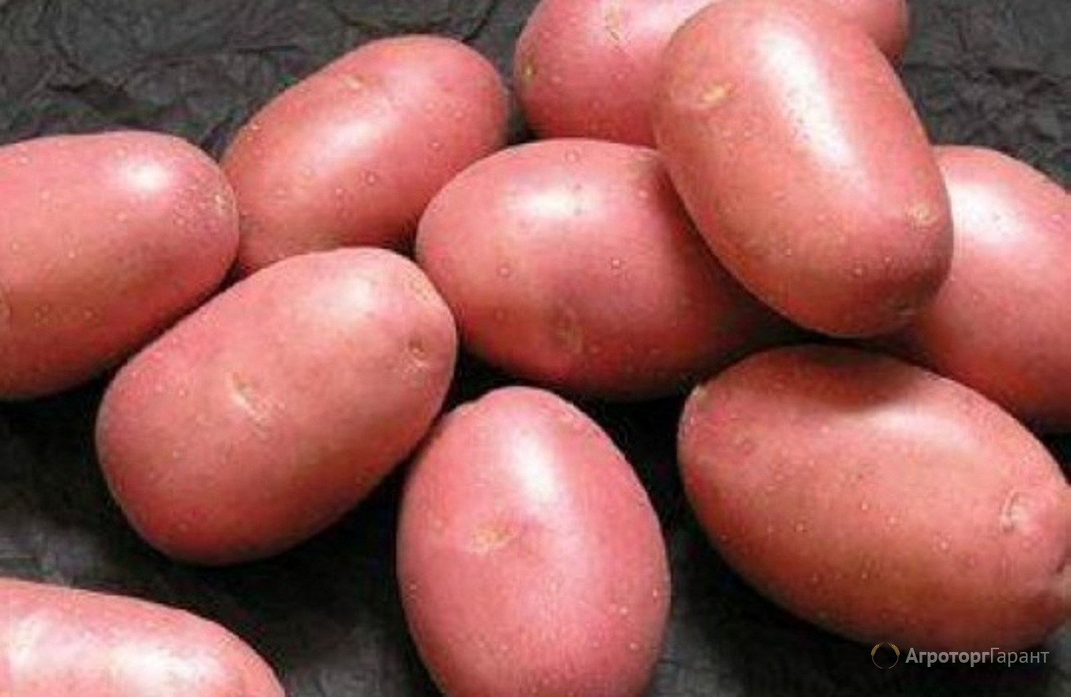 Выращивание картофеля из семян, технология посадки семенами на рассаду
