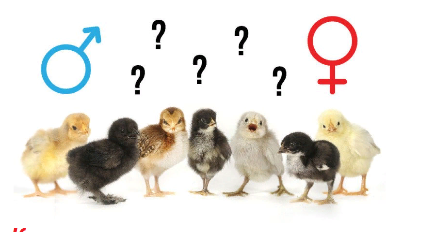 Как определить пол цыпленка – методы, фото