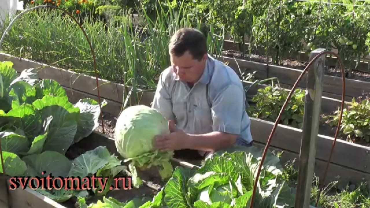 Легкий способ выращивания капусты в открытом грунте