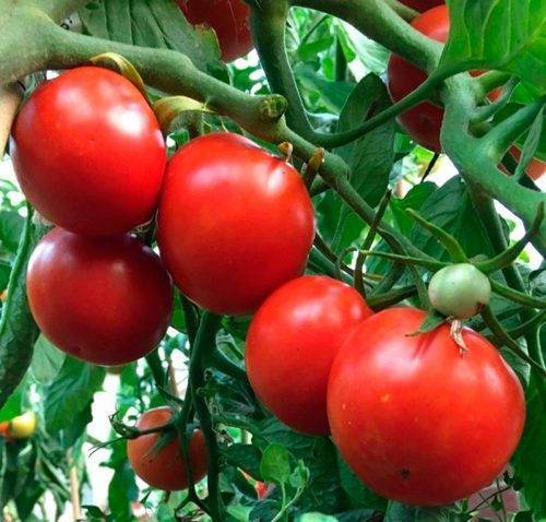 Как в одну лунку сажать по два куста помидор? можно ли использовать любые томаты или нужны специальные?