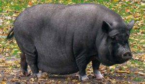 Порода свиней дюрок (36 фото): характеристика поросят, описание взрослых свиней мясной породы. особенности разведения. отзывы владельцев