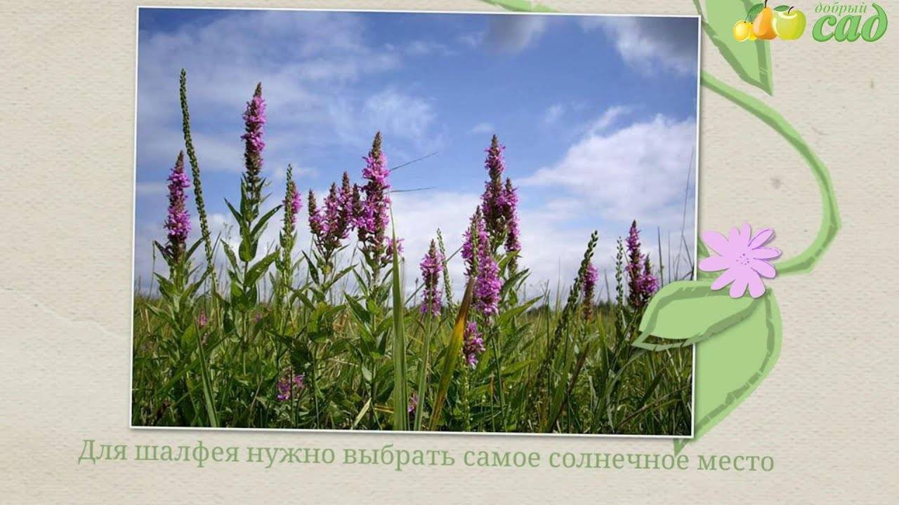 Посадка и уход за растением шалфей дубравный — фото цветка