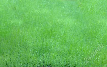 О траве райграс пастбищный: что за растение, описание, посадка и уход