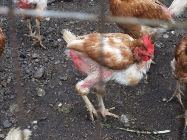 Что делать, если среди цыплят возник расклев?