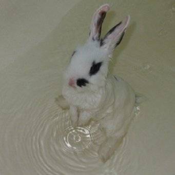 Как правильно мыть кролика