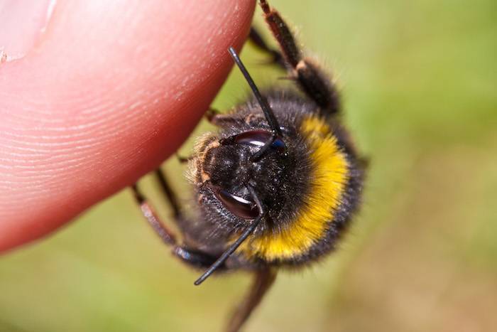 Как и чем снять отек при укусе пчелы: первая помощь