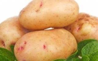 Картофель аврора: 8 особенностей и 10 советов по выращиванию и хранению