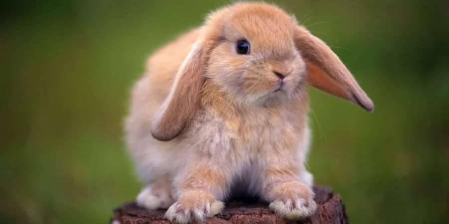 Как лечить коросты в ушах у кролика? - общая информация - 2020
