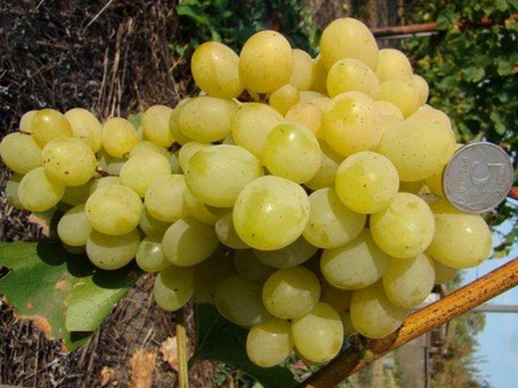 Виноград супер-экстра: сверхранний сорт, зреющий в 3 декаде июля