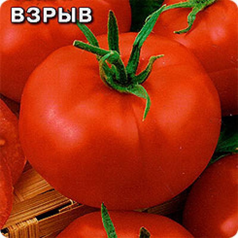 Сорт томата «взрыв»: фото, видео, отзывы, описание, характеристика, урожайность