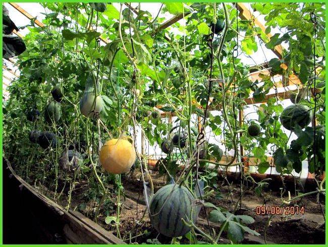 Выращивание арбуза и дыни в теплице из поликарбоната: посадка и уход