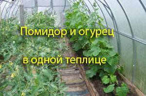Что можно сажать и выращивать в теплице вместе с помидорами? можно ли посадить рядом томат и землянику?