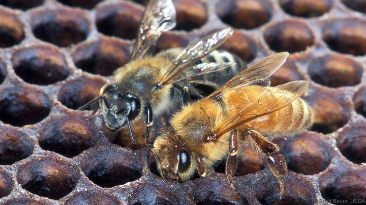 Африканские пчелы-убийцы и почему они опасны