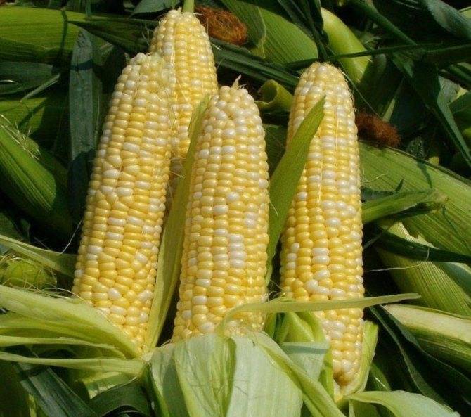 Выращивание кукурузы: выбор сорта, посадка, уход и полезные советы