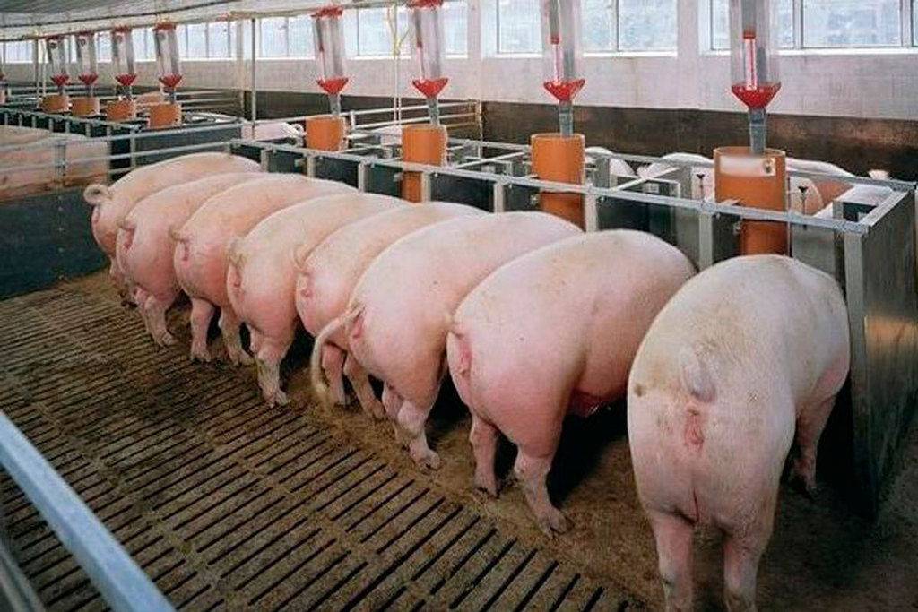 Чем кормить свиней и как правильно составить рацион