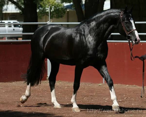 Лошадь ганноверской породы: кони выведенные в Ганновере красивы и выносливы