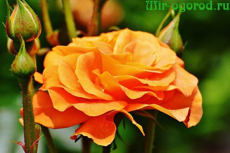 4 чудодейственных рецепта, чем подкормить розы в августе. | красивый дом и сад