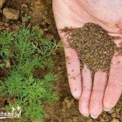 Как подготовить грядку под морковь весной, подготовка почвы, удобрение