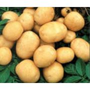 Описание и характеристика картофеля сорта елизавета, особенности его выращивания