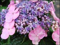 Королева сада гортензия метельчатая: виды, сорта, фото, посадка и уход