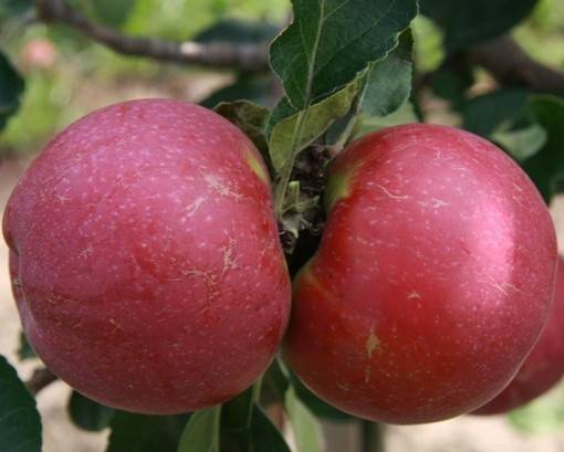 Зимний сорт канадской яблони — лобо