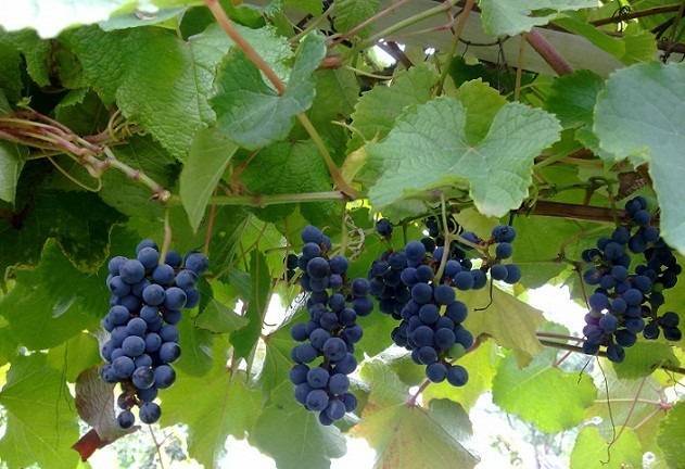 Виноград амурский прорыв: дальневосточная лиана наступает и выигрывает