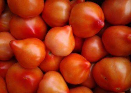 Самые урожайные сорта томатов для открытого грунта