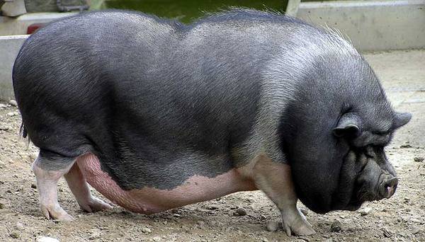 Чем кормить вьетнамских свиней для быстрого роста