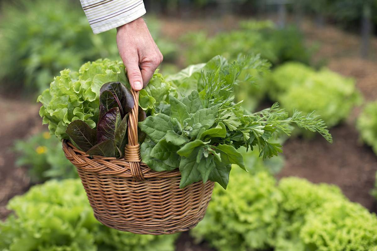 Как сажать салат в открытый грунт семенами: технологии, подкормка, советы по выращиванию