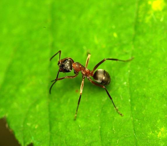 Методы борьбы с муравьями на деревьях и кустарниках: способы и средства защиты