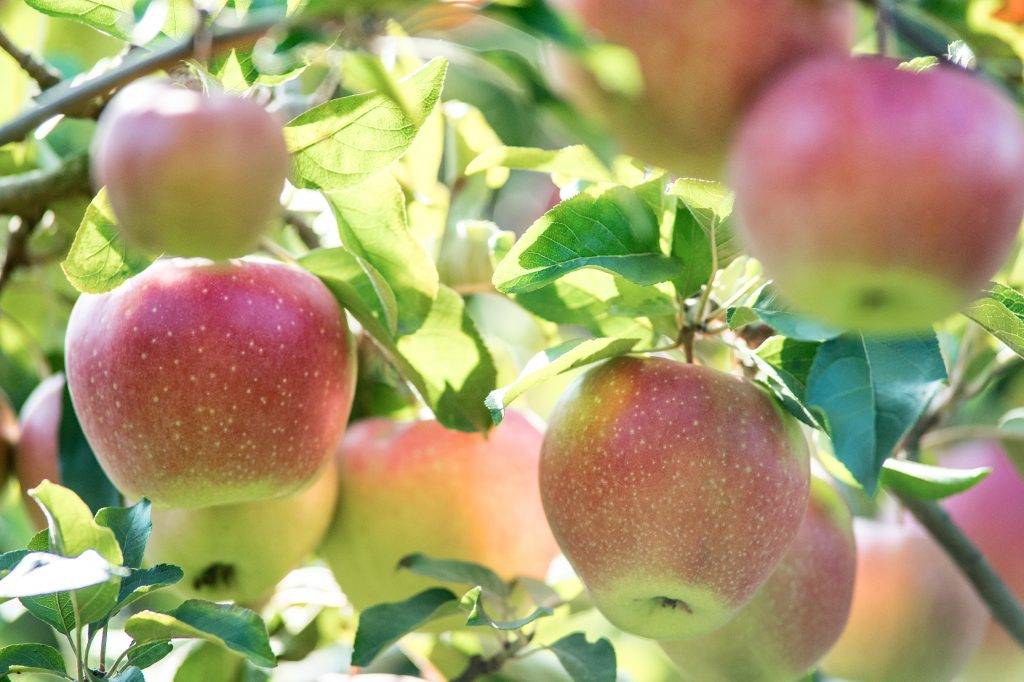 Сорт яблони северный синап: нелегкий путь от посадки до сбора урожая