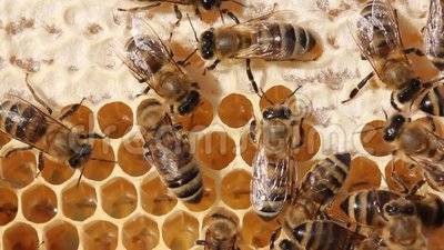 Стадии развития пчел по дням от яйца до взрослой особи