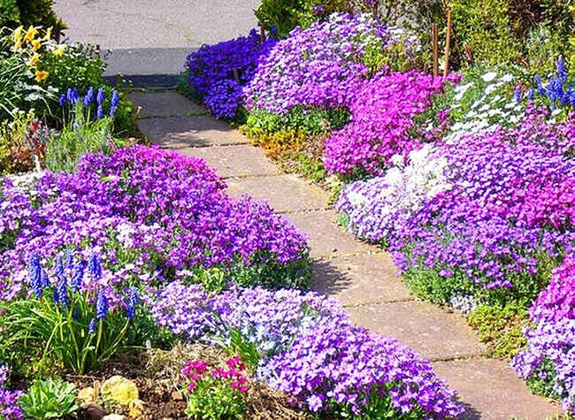 Цветы для клумбы цветущие все лето низкорослые | красивый дом и сад