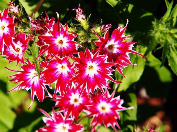 Флоксы (75 фото): как быстро разрастается цветок? как выглядит в саду? какую почву они любят на клумбе?