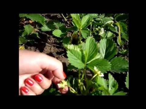 Чем обработать клубнику во время цветения для подкормки и от вредителей