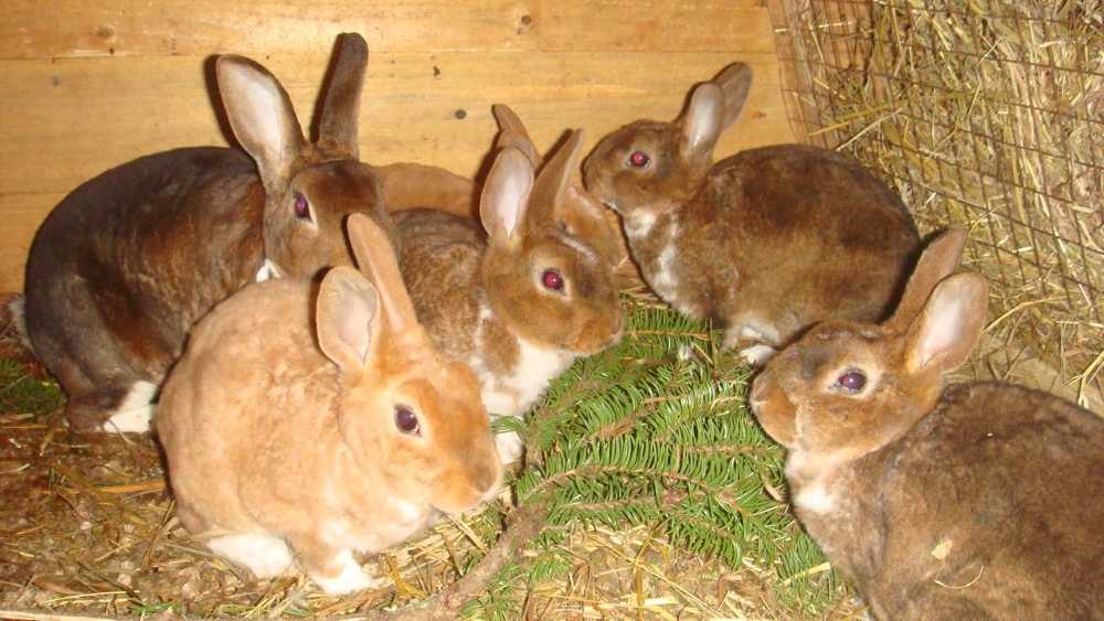 Чем кормить кроликов чтобы быстро набирали вес