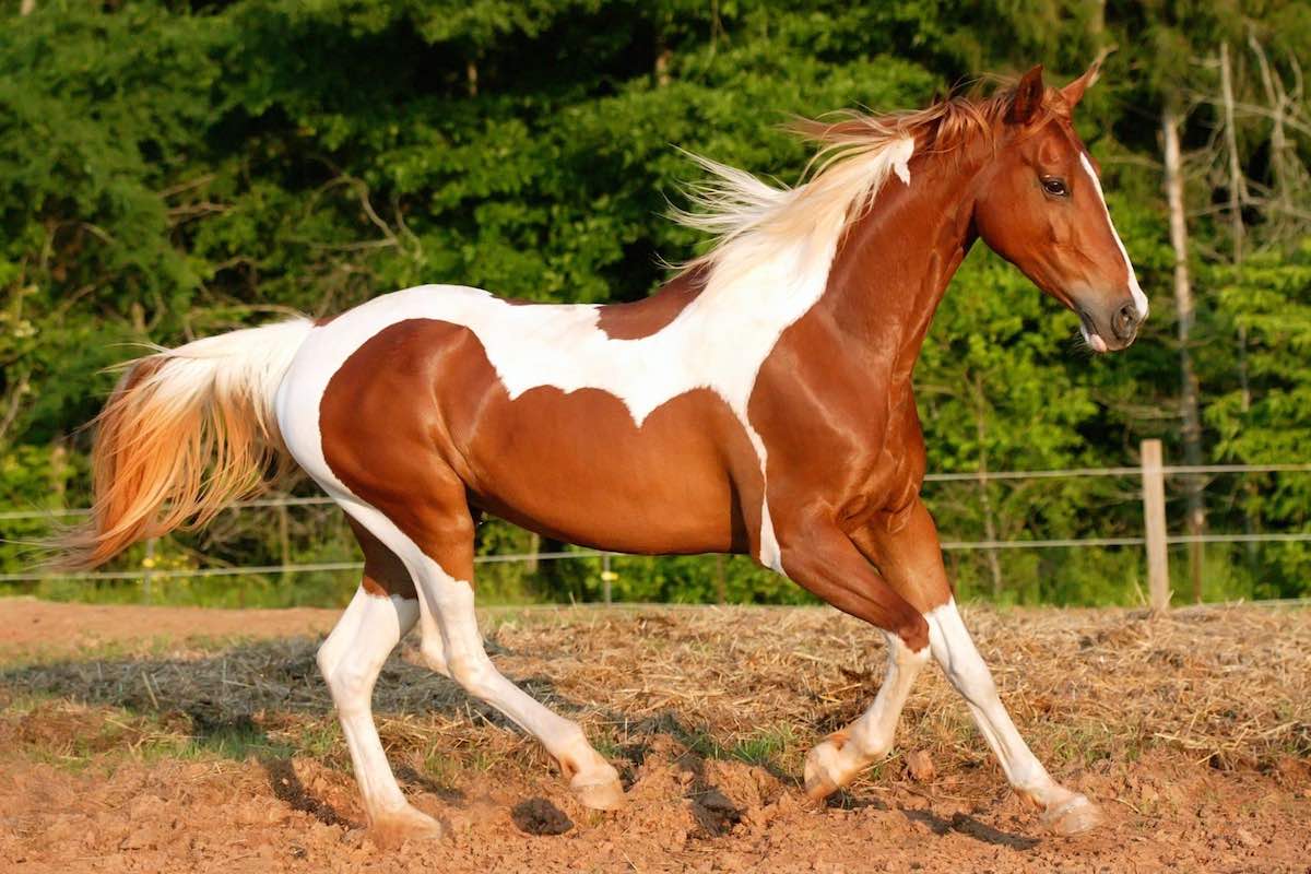 Чалая лошадь (19 фото): как выглядит конь чалой масти? какой цвет преобладает в окрасе чалых лошадей?