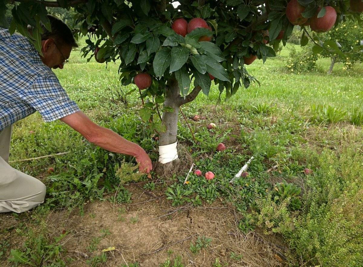 О размножении яблони из ветки и черенкованием в домашних условиях, грунте