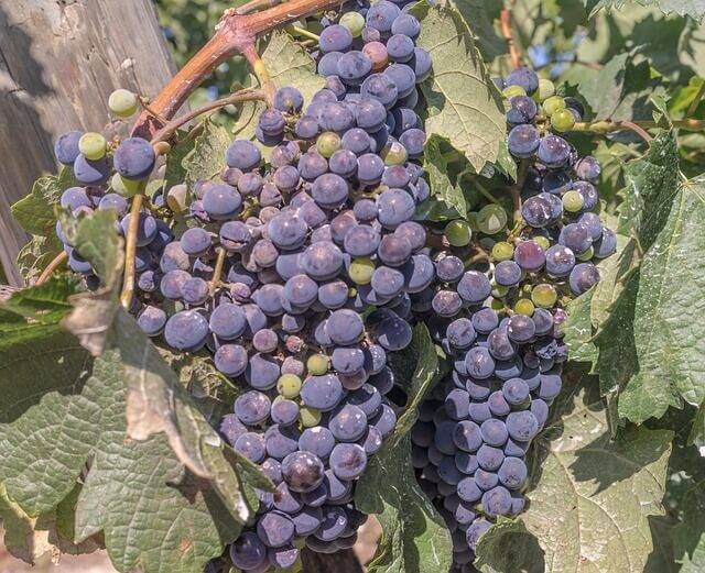 Мерло — особенности сорта винограда, из которого делают вкуснейшее вино
