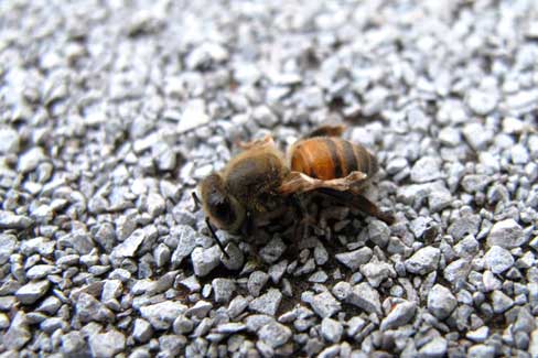 Нозематоз — сезонная болезнь пчел