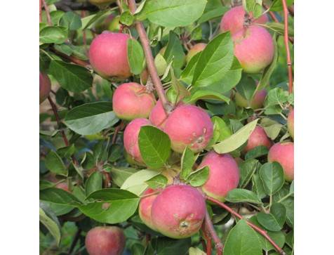 О яблоне вэм розовый: описание сорта, характеристики, агротехника, выращивание