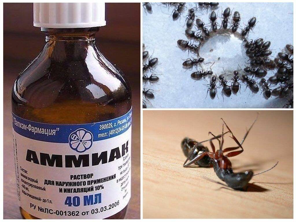 О борьбе с муравьями с помощью нашатырного спирта: как применить аммиак