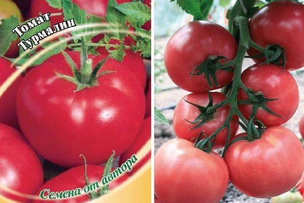О томате Турмалин: описание сорта, характеристики помидоров, посев