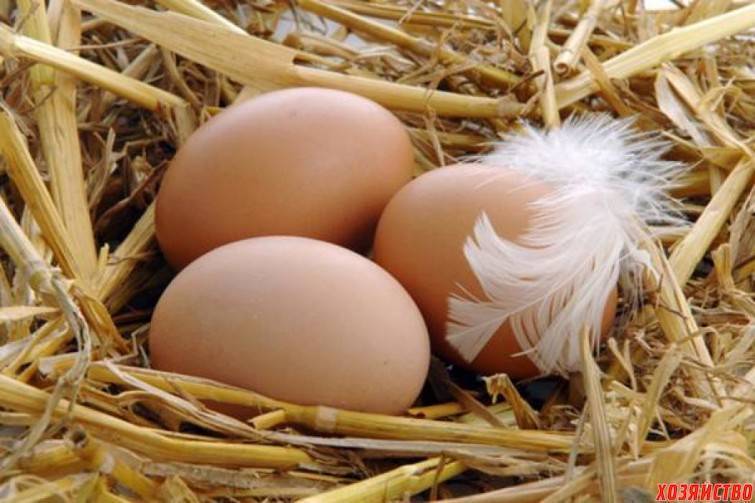 Инкубация бройлерных яиц в домашних условиях