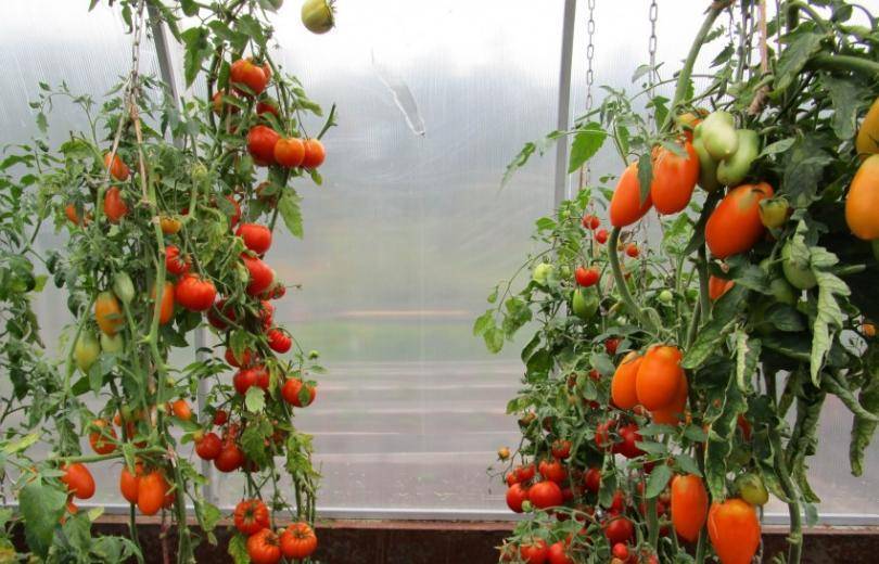 Можно ли спасти помидоры после заморозка. замерзла рассада помидор в теплице или в открытом грунте. что делать? как спасти