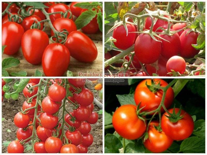 Чем отличаются помидоры для теплиц и для открытого грунта
