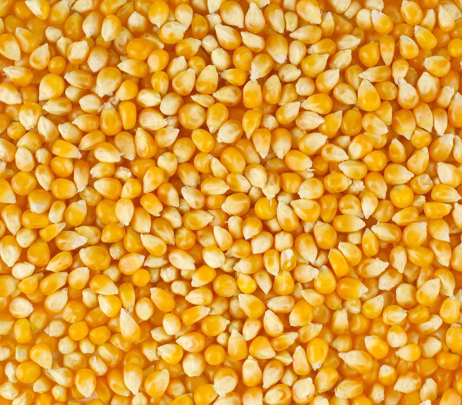 Уход за посевами кукурузы