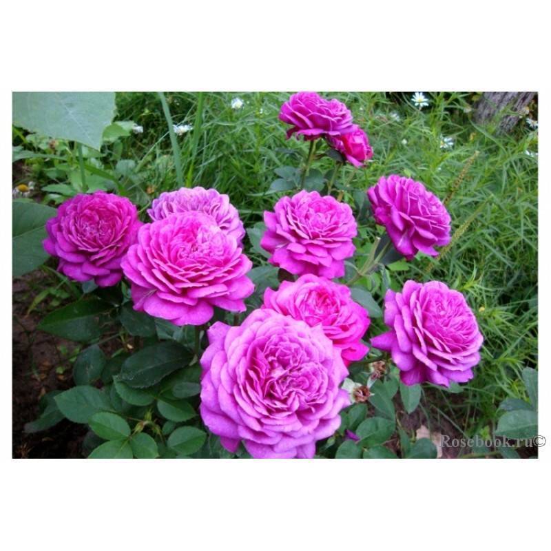 О розе Хайди Клум (Heidi Klum): описание и характеристики розы флорибунда