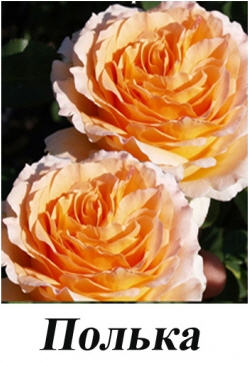О выращивании саженцев роз на продажу в домашних условиях в открытом грунте